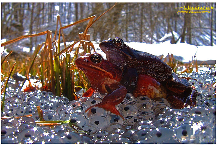 rana temporaria, common frog, mating, accoppiamento, uova, eggs val d'aveto